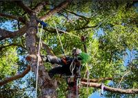 Arborclimb Sunshine Coast image 1